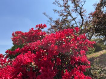 桜の開花からあっという間に…