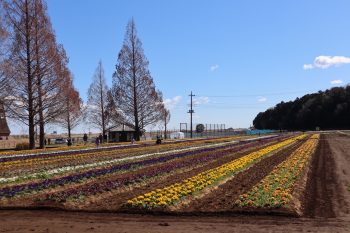 公園にて春を感じてまいりました🌸